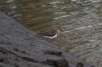 イソシギ 関渡自然公園 2018年3月29日(木)