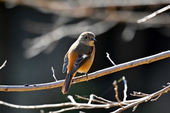 Daurian Redstart 加木屋緑地 Thu, 1/12/2023