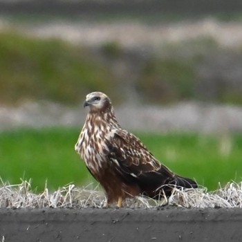 チュウヒ 鍋田干拓地 撮影日未設定