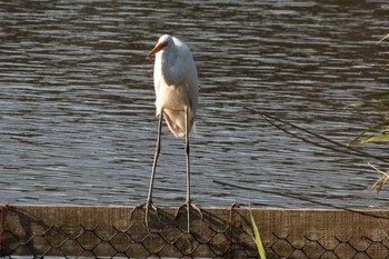 チュウサギ 関渡自然公園 2018年3月29日(木)