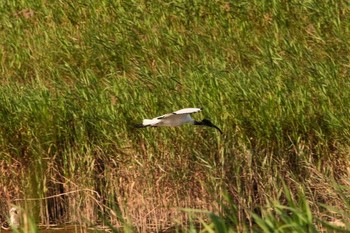 African Sacred Ibis 関渡自然公園 Thu, 3/29/2018