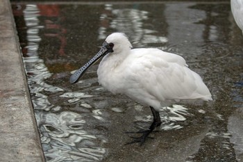 Black-faced Spoonbill Unknown Spots Sun, 1/15/2023