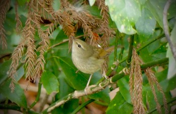 2023年1月15日(日) 智光山公園の野鳥観察記録