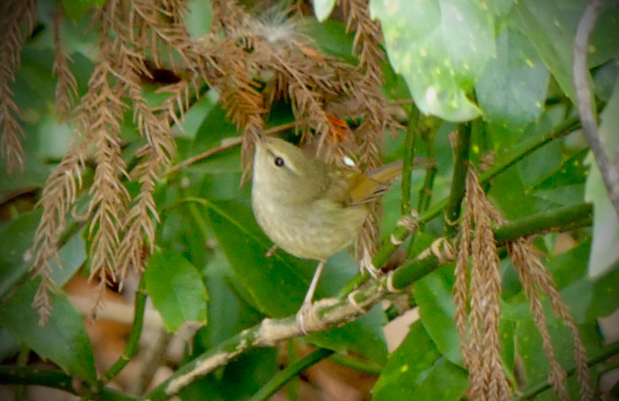 Japanese Bush Warbler