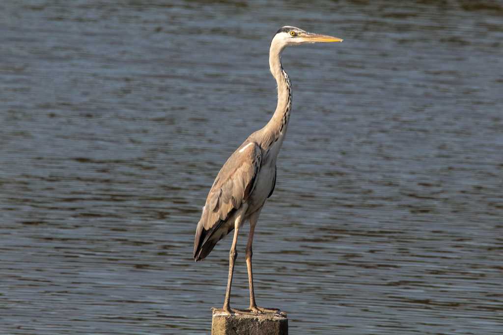 Grey Heron