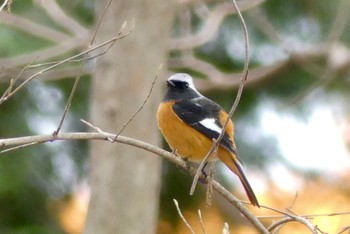 ジョウビタキ 智光山公園 2023年1月15日(日)