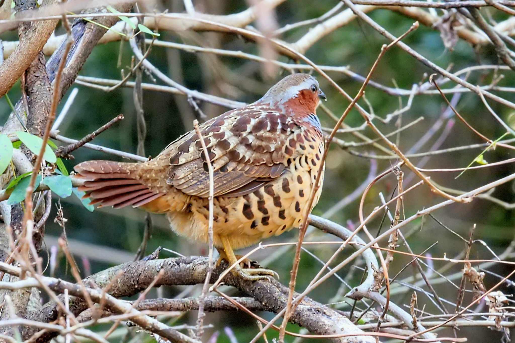 Chinese Bamboo Partridge