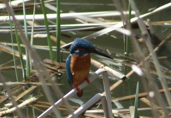 2018年3月31日(土) 夫婦池公園の野鳥観察記録