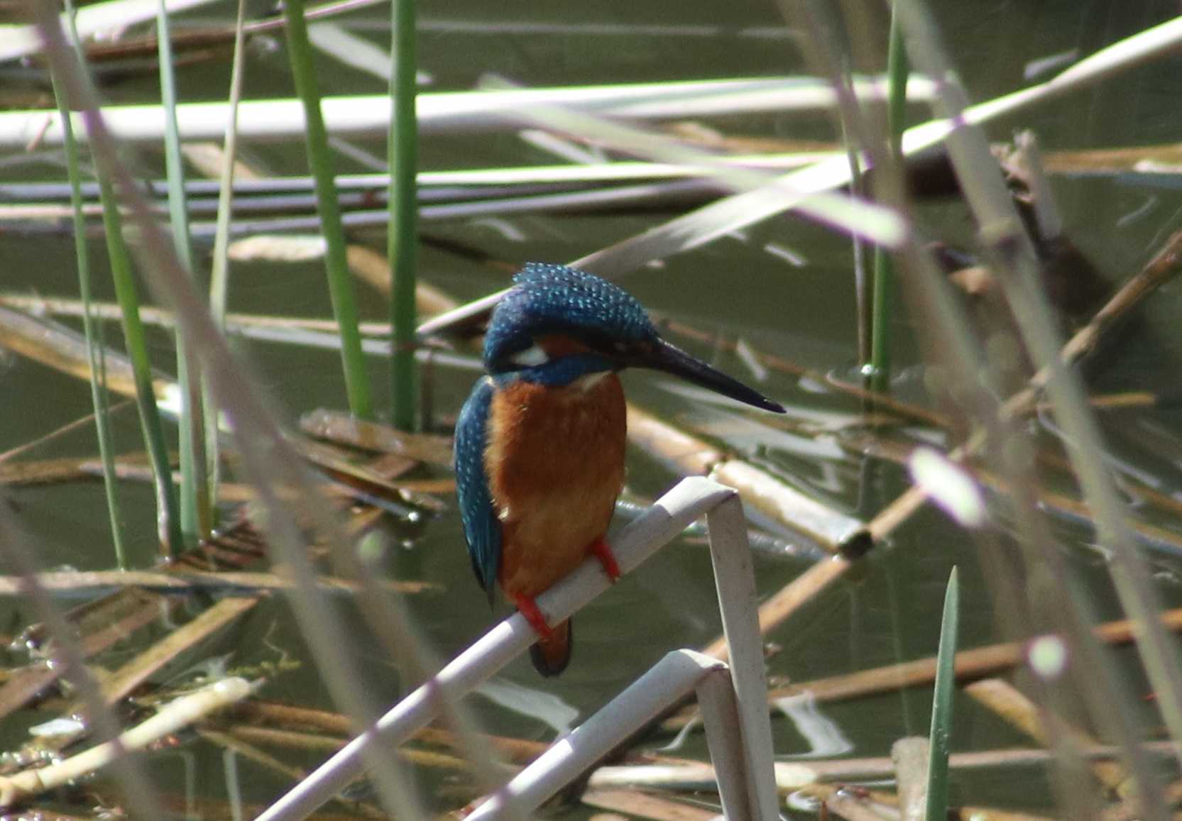 Common Kingfisher