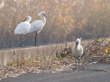 Eurasian Spoonbill Izumi Crane Observation Center Sat, 12/31/2022