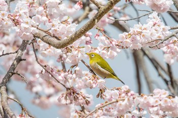 Warbling White-eye Akashi Park Thu, 3/22/2018