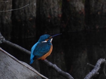 Common Kingfisher 千里南公園 Thu, 1/5/2023