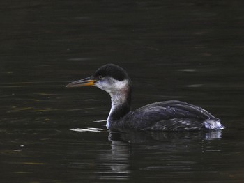 Red-necked Grebe 千里南公園 Thu, 1/5/2023
