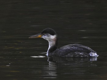 2023年1月5日(木) 千里南公園の野鳥観察記録