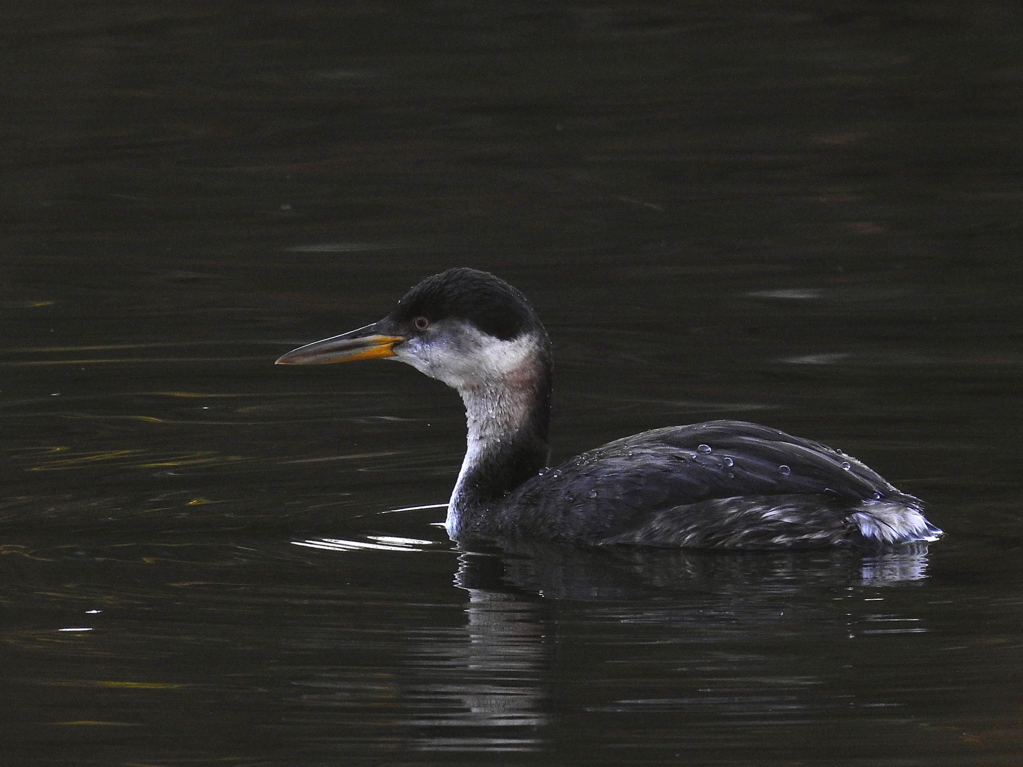 Photo of Red-necked Grebe at 千里南公園 by 🐟