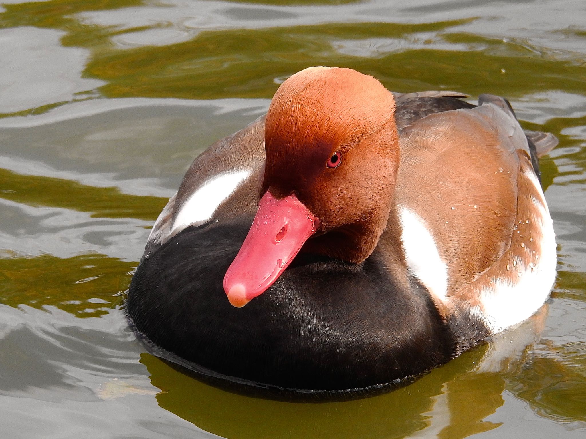 Photo of Red-crested Pochard at 弁天池公園(大阪府門真市) by 🐟