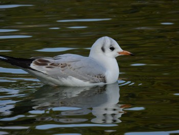 ユリカモメ 弁天池公園(大阪府門真市) 2023年1月8日(日)