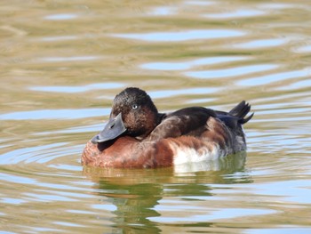 アカハジロ 弁天池公園(大阪府門真市) 2023年1月8日(日)