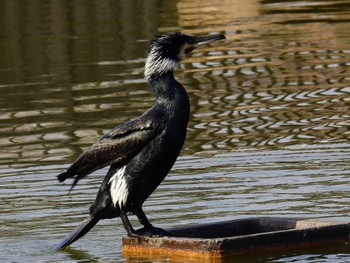 Great Cormorant 弁天池公園(大阪府門真市) Sun, 1/8/2023