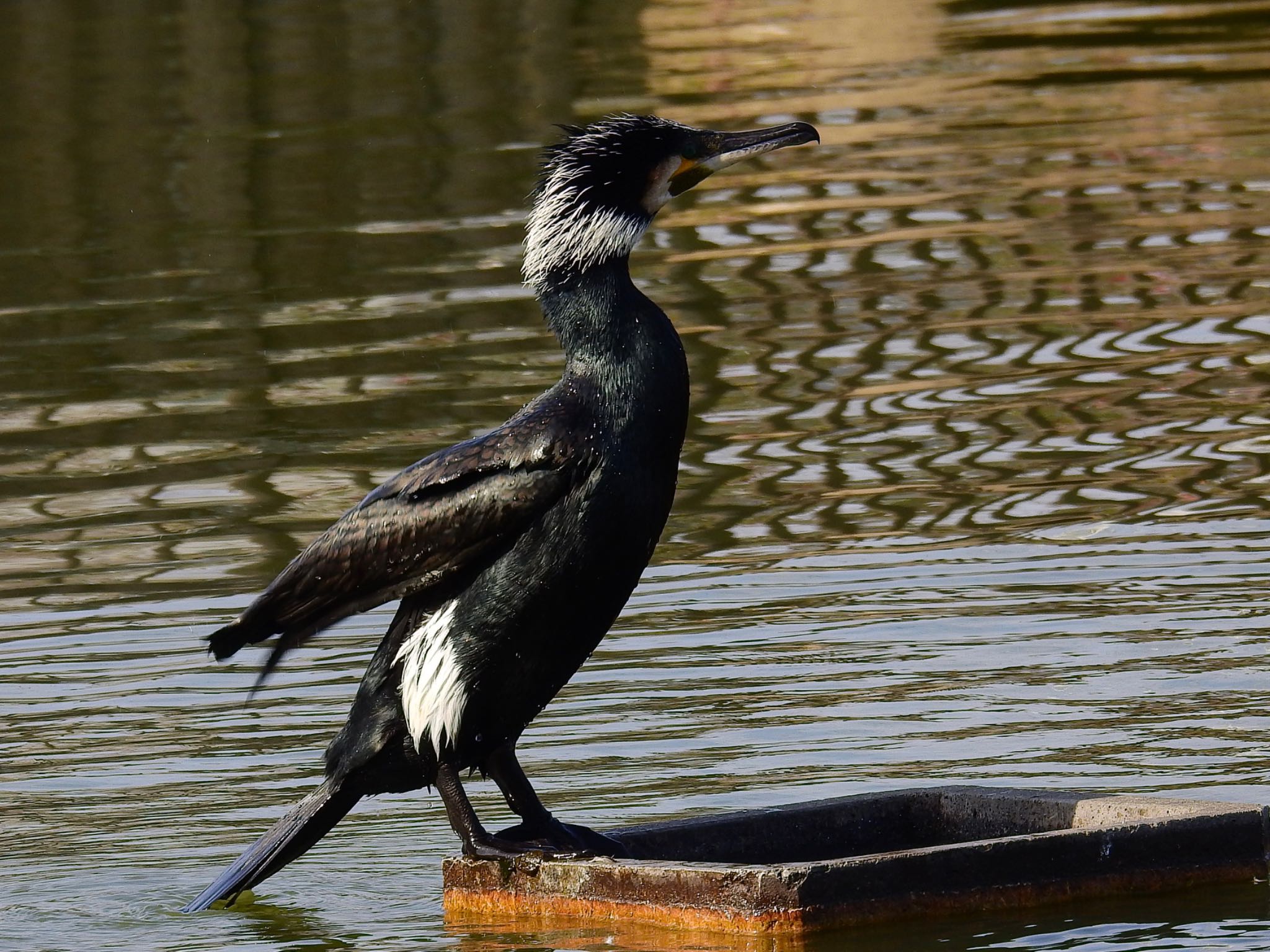 Photo of Great Cormorant at 弁天池公園(大阪府門真市) by 🐟