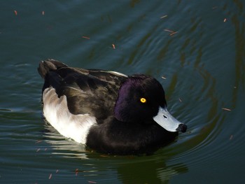 2023年1月8日(日) 源八橋の野鳥観察記録