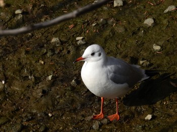 Black-headed Gull 源八橋 Sun, 1/8/2023