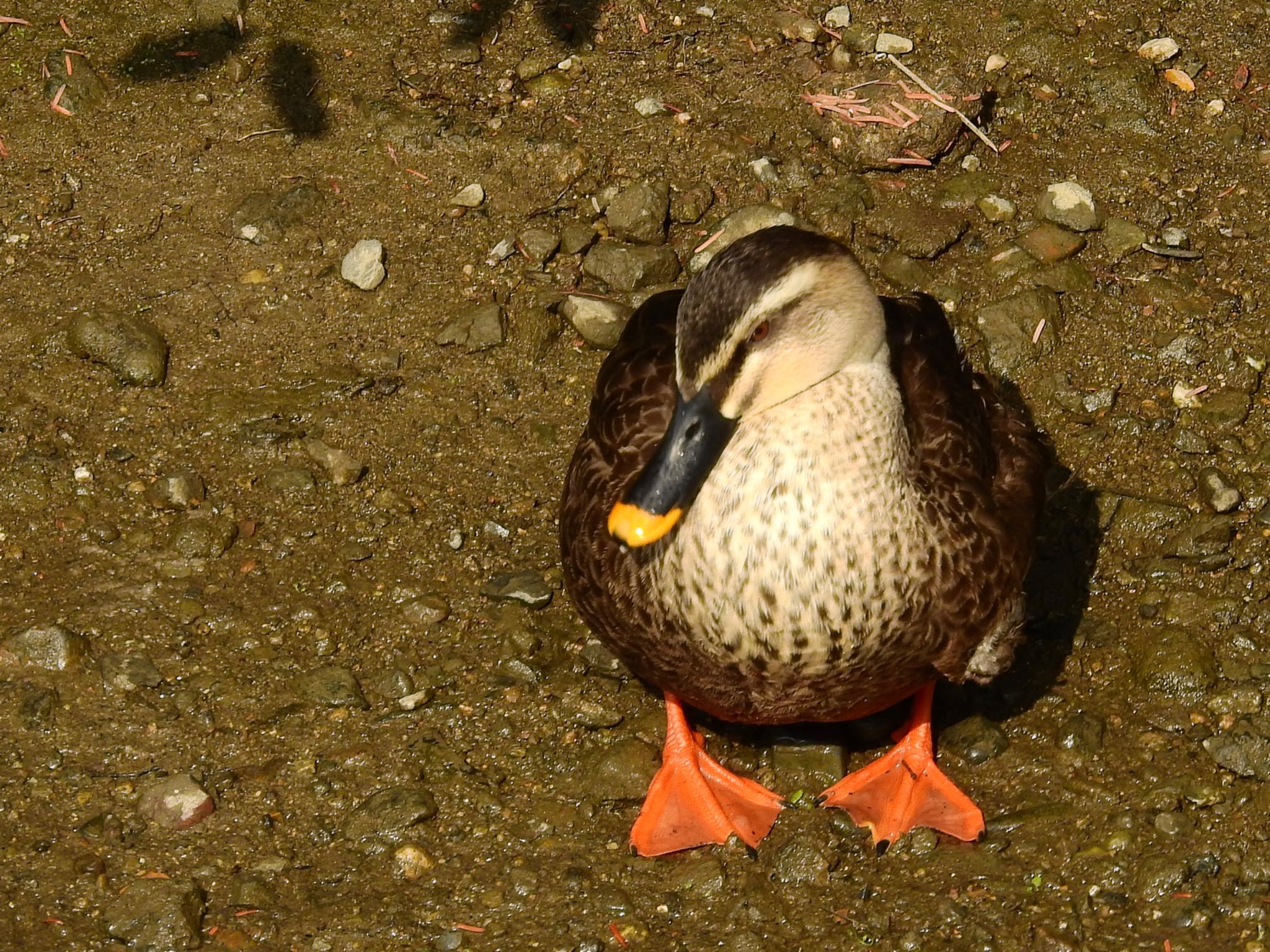 Photo of Eastern Spot-billed Duck at 源八橋 by 🐟