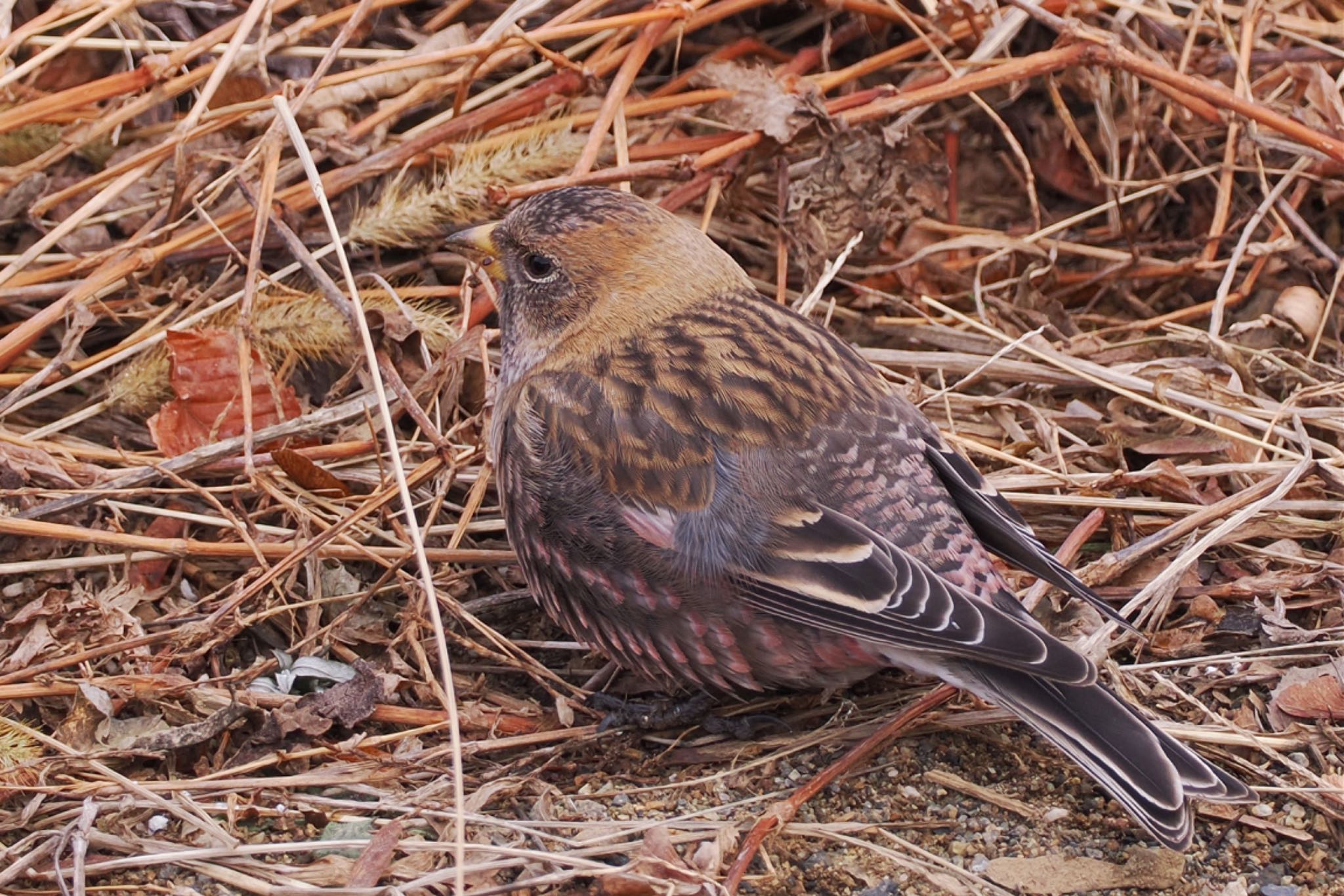 Asian Rosy Finch