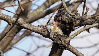 Japanese Pygmy Woodpecker 倉敷市藤戸寺 Tue, 1/17/2023