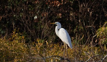 Great Egret 倉敷市藤戸寺 Tue, 1/17/2023