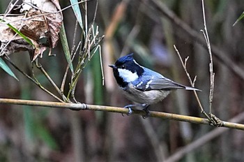 Coal Tit 八溝県民休養公園 Sun, 1/8/2023