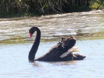 Black Swan Tamar Island Wetlands, Riverside, Tasmania, Australia Fri, 1/6/2023