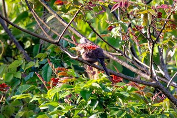 Spotted Dove 霧社 Tue, 3/27/2018