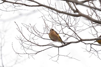 カワラヒワ 長浜公園 2023年1月17日(火)