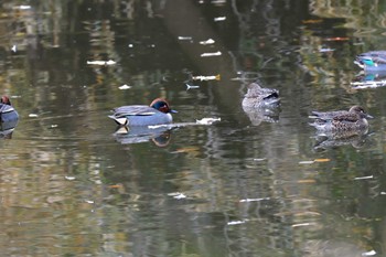 コガモ 長浜公園 2023年1月17日(火)