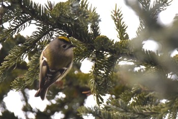 Goldcrest 旭川市 Sun, 1/15/2023