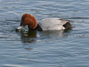 Common Pochard 江津湖 Tue, 1/17/2023