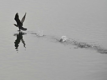 Great Cormorant 江津湖 Tue, 1/17/2023