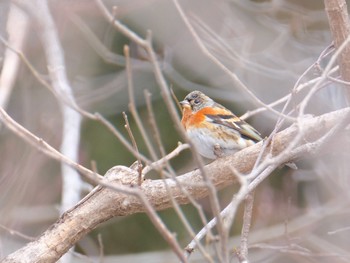 Brambling 青森県十和田市 Sun, 2/21/2021