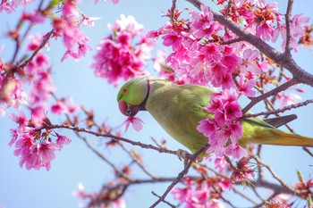 ワカケホンセイインコ 東京都板橋区 2018年3月29日(木)