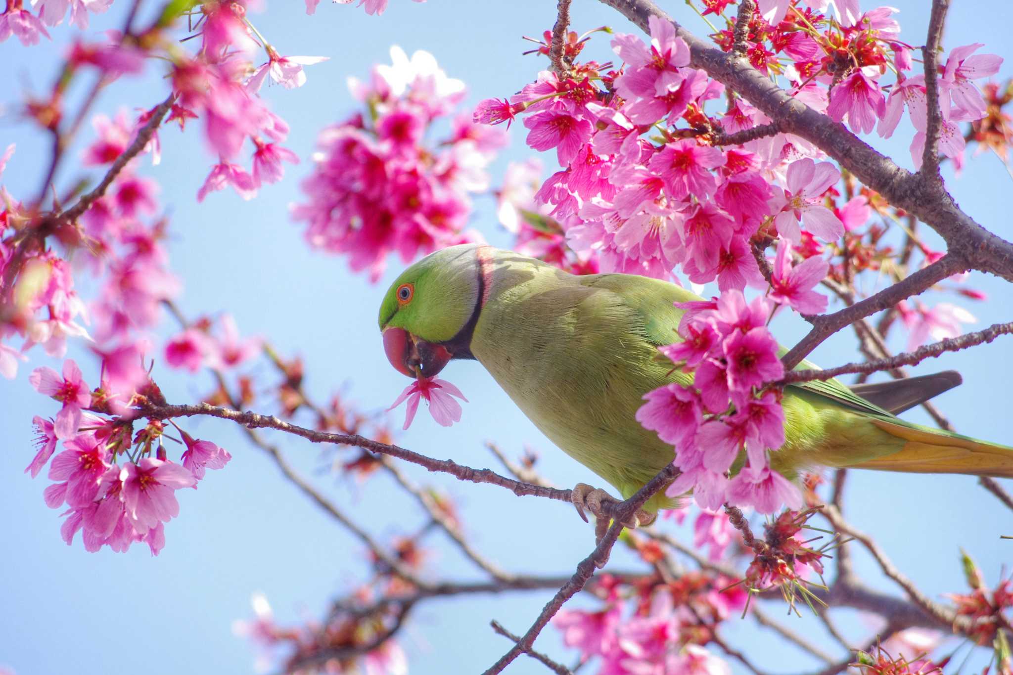 Photo of Indian Rose-necked Parakeet at 東京都板橋区 by zingo