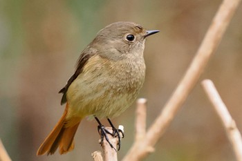 2023年1月14日(土) 菅田いでと公園の野鳥観察記録