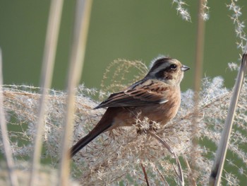 Meadow Bunting Sayama Park Thu, 12/29/2022