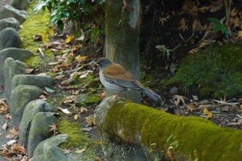 Pale Thrush 南洲神社 Tue, 1/17/2023