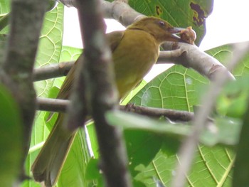 Yellowish Bulbul ミンダナオ島 Sun, 3/18/2018