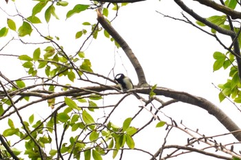 Japanese Tit 南洲神社 Tue, 1/17/2023