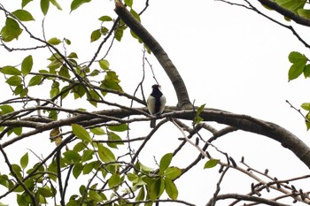 Japanese Tit 南洲神社 Tue, 1/17/2023