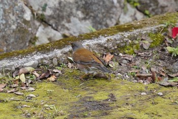 Pale Thrush 南洲神社 Tue, 1/17/2023