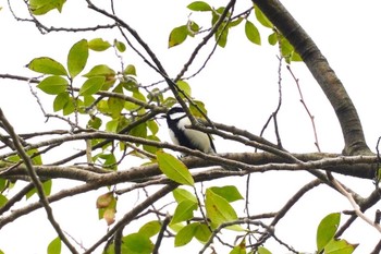 Japanese Tit 南洲神社 Tue, 1/17/2023