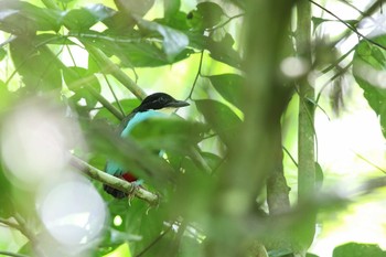 Azure-breasted Pitta